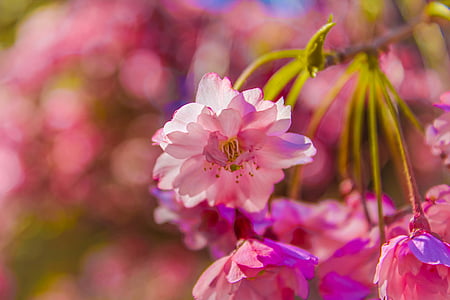 pink petaled flower thumbnail