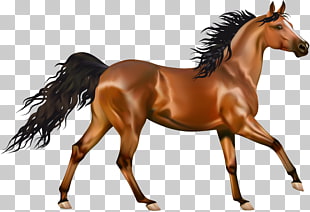 Arabian horse Pony Equestrianism , Transparent Brown Horse , brown and white horse illustration PNG clipart