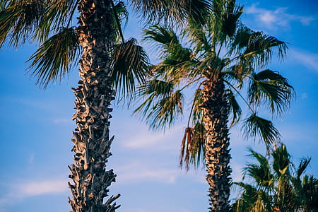 sky, clouds, trees, view thumbnail