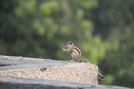 Three-Striped Palm Squirrel, Eating thumbnail
