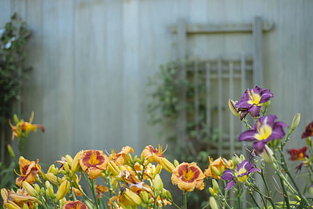 orange and purple lilies thumbnail