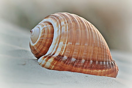 Brown Shell in Macro Shot Photography thumbnail