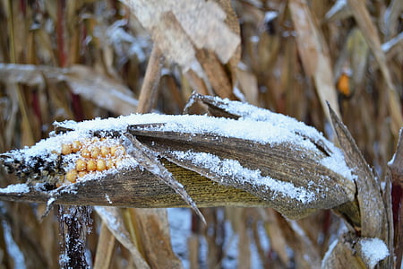 corn covered with snow thumbnail