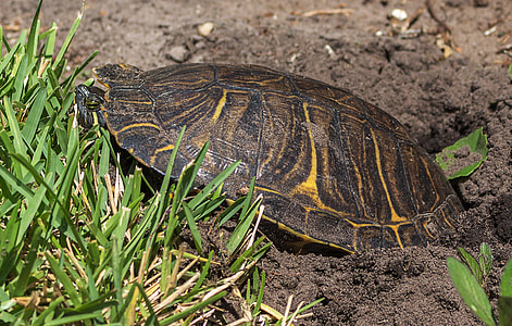 Jicotea, American Turtle thumbnail