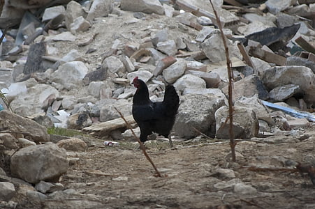 black chicken near stone at daytime thumbnail