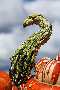 selective focus photo of green gourd thumbnail