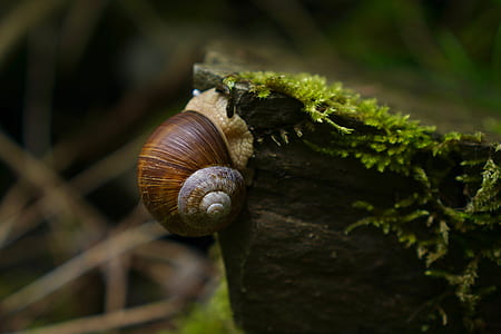 close-up photo of brown and beige snail thumbnail