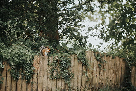 squealer on top of fence thumbnail