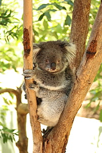 gray koala bear on tree thumbnail