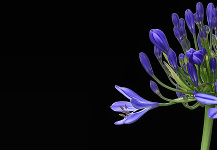 Agapanthus, Agapanthus Africanus thumbnail