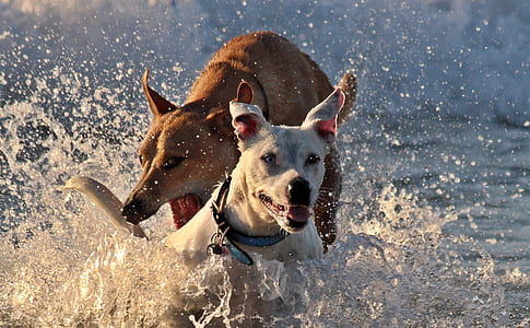 two adult brown and white Carolina dog playing in body of water thumbnail