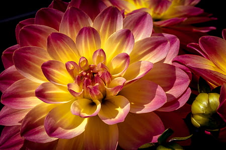 yellow and pink petal flower thumbnail