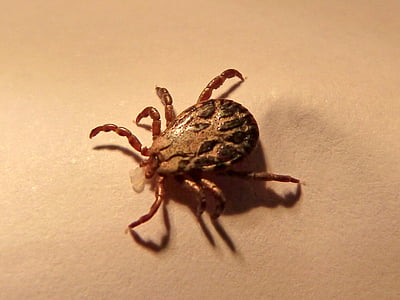brown dog tick thumbnail