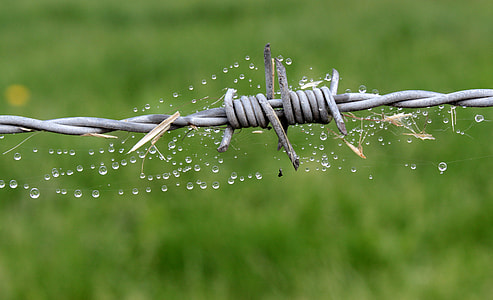 gray barbed wire thumbnail
