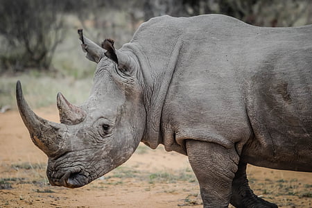 rhino thumbnail
