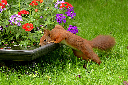 red squirrel drinking water on a pot thumbnail