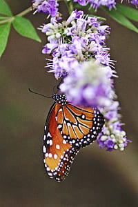 orange butterfly thumbnail
