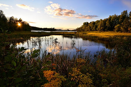 flowers beside lake thumbnail