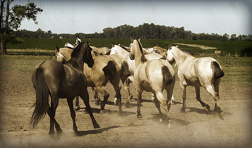 herd of horses sepia painting thumbnail
