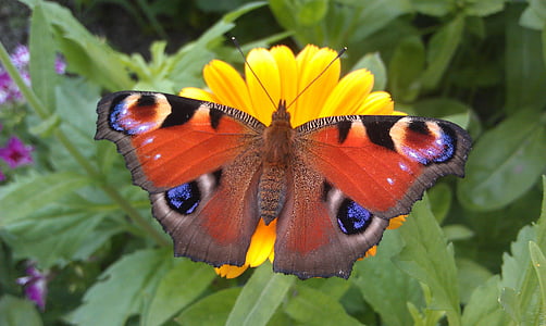selective focus photography of peacock butterfly on yellow petaled flower thumbnail
