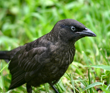 Blackbird, Euphagus Cyanocephalus thumbnail