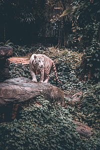wildlife photography of tiger thumbnail