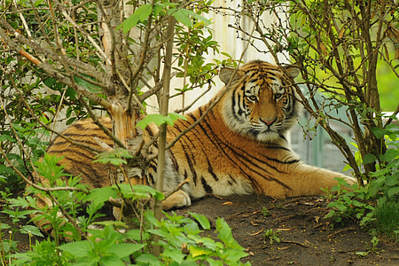 tiger lying on brown soil thumbnail