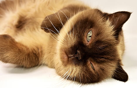 focus photography of brown cat thumbnail