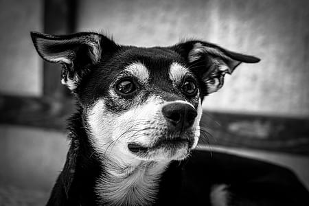 grayscale photo of miniature pinscher thumbnail