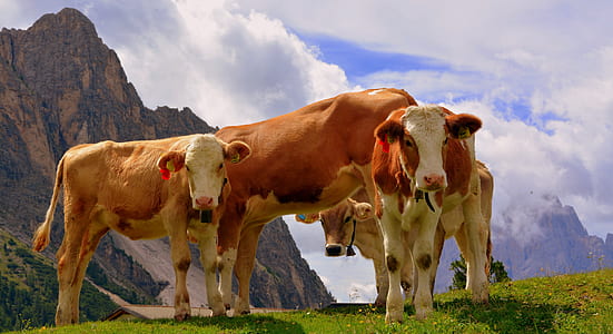 herd of cows on grass field thumbnail