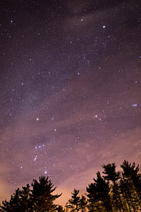 Silhouette of Trees during Night Time thumbnail