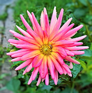 pink cactus dahlia flower closeup photography thumbnail