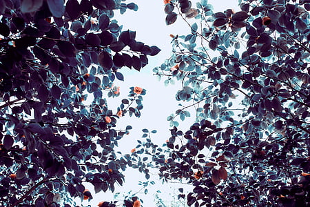 green leafed tree during daytime thumbnail