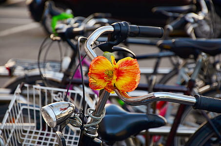 orange flower on silver bicycle handle thumbnail