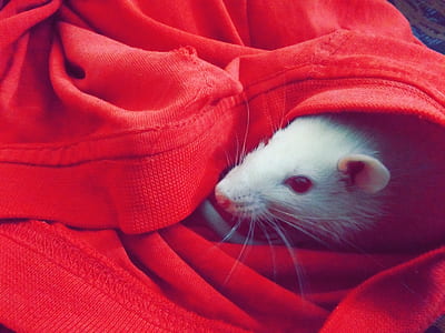 White Mouse Hiding on Red Textile thumbnail