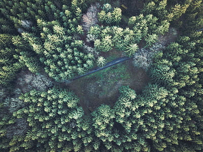green forest with clearing thumbnail