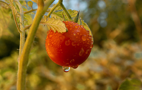 shallow focus photography of red tomato with water drops thumbnail