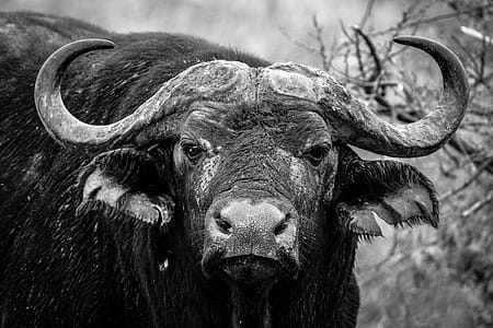 Close-up Of Water Buffalo thumbnail