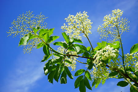 white petaled flowers under blue sky thumbnail