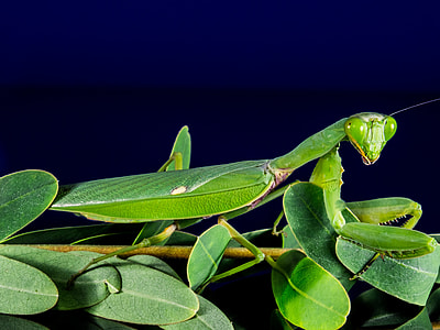 Praying Mantis, Fishing Locust thumbnail