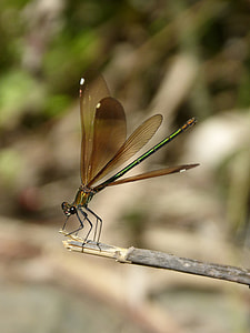 Libella, Black Dragonfly thumbnail