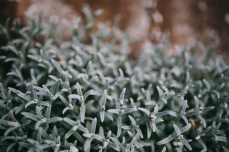 Closeup view of nature thumbnail