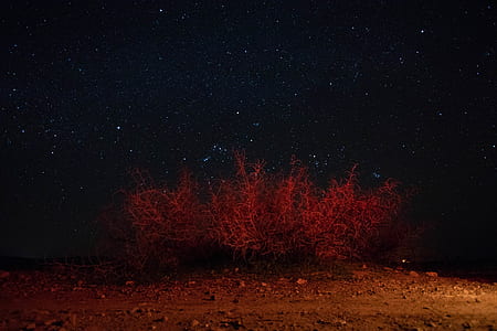 red plant and under starry night thumbnail