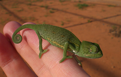 person holding lizard thumbnail
