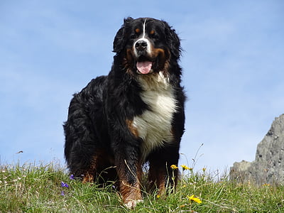 adult black, white, and tan Bernese mountain dog standing on grass field thumbnail