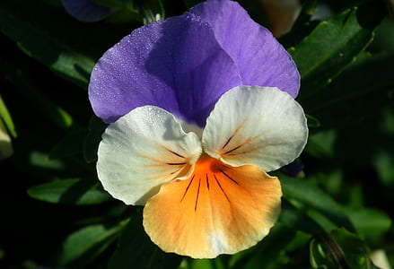 purple, white, and orange pansy flower closeup photography thumbnail