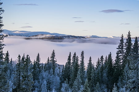 pine trees coated with snow thumbnail