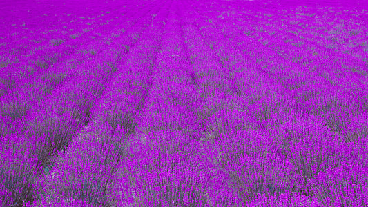 photography of purple lavender flower field during daytime thumbnail