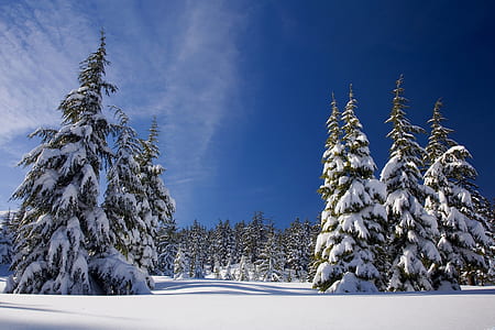 six pine trees under cloudy sky thumbnail