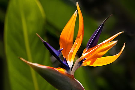 purple and yellow petaled flower thumbnail